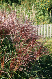Chinaschilf - Miscanthus sinensis Malepartus - Gräserwelten